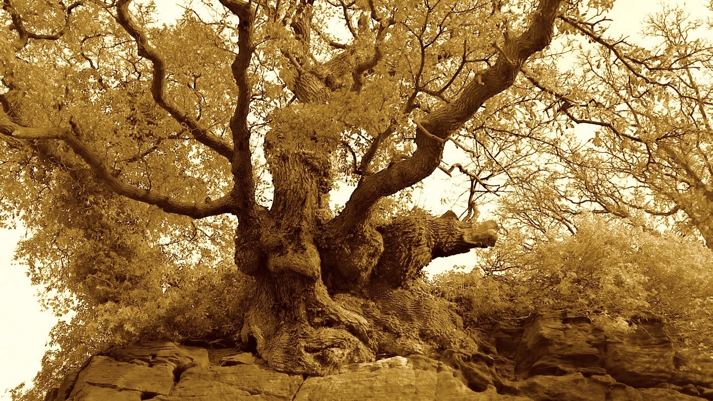 Old Oak, Dee Cliffs Farndon, Cheshire Uk