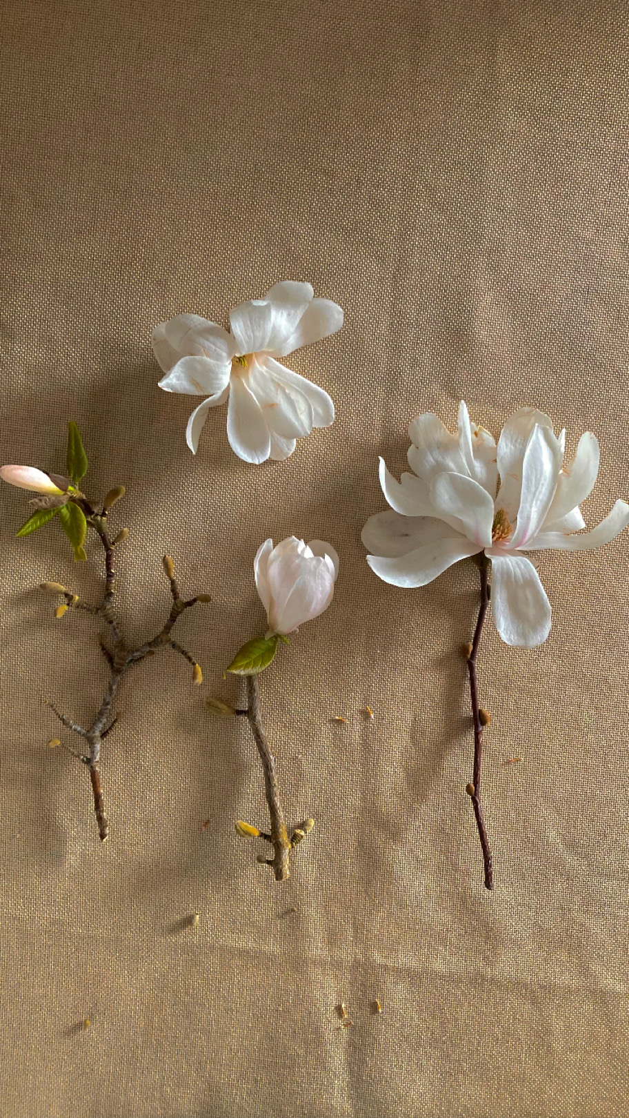 Star Magnolia Tree from our cottage garden