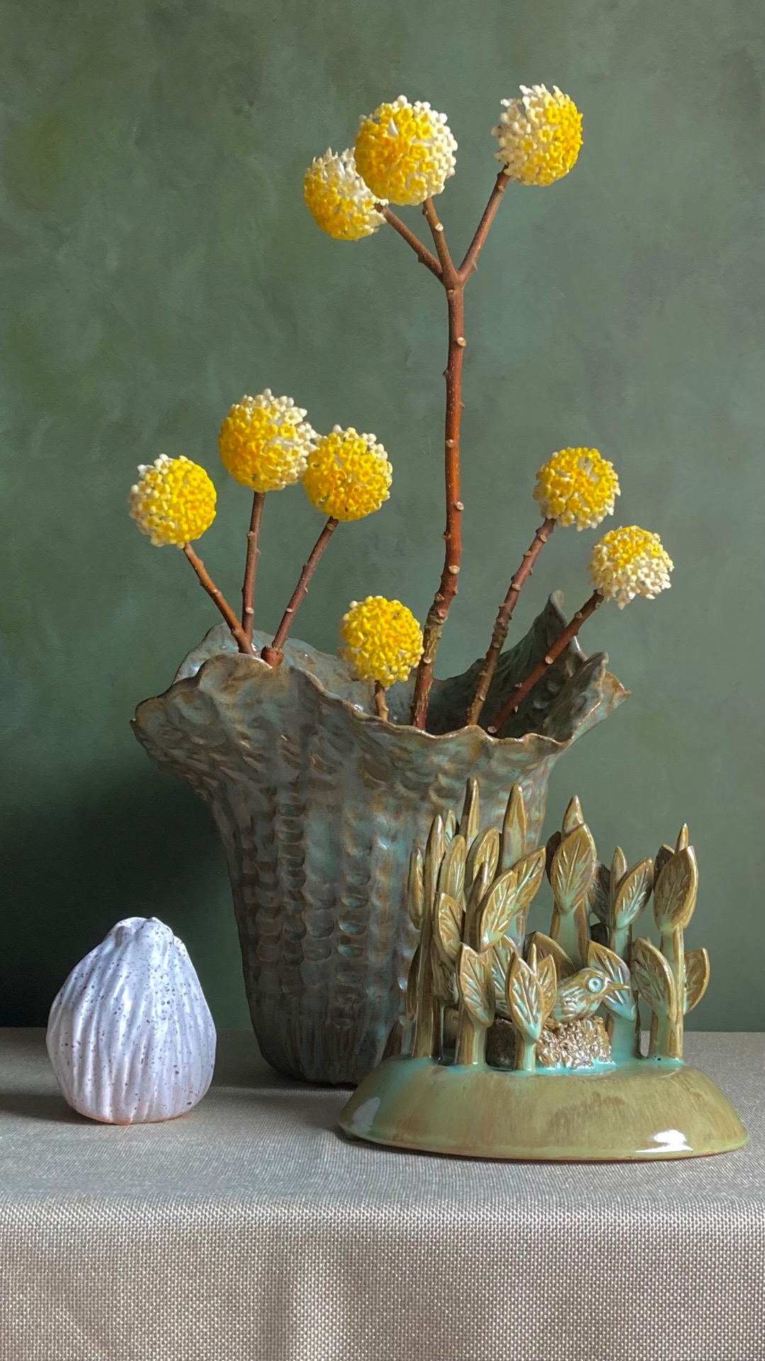 Edgeworthia chrysantha - Oriental paper bush is one of my favourite plants in my garden
